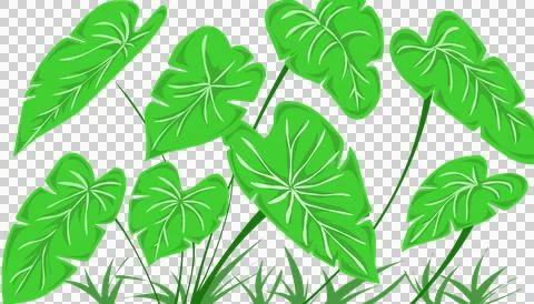 Taro leaf illustration background Stock Illustration