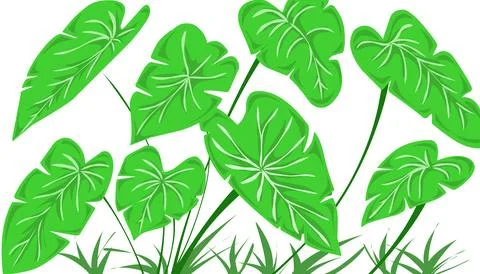 Taro leaf illustration background Stock Illustration