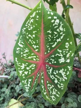 Taro leaf pattern Stock Photos