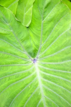 Taro leaf Foto stock