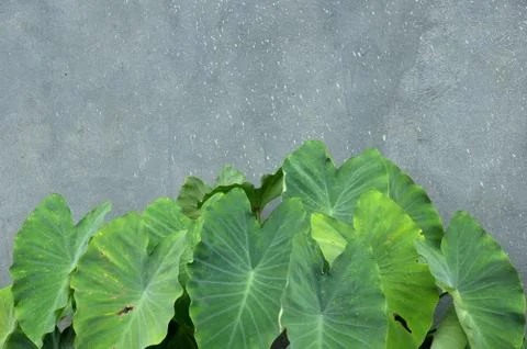 Taro leaf Stockfoto's