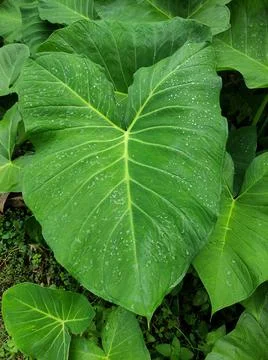 Taro leaf Stock Photos