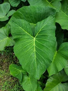 Taro leaf Stock Photos