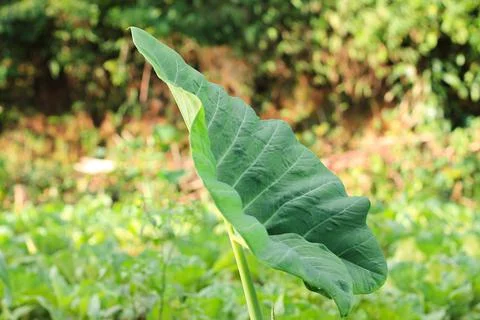Taro leaf Stock Photos