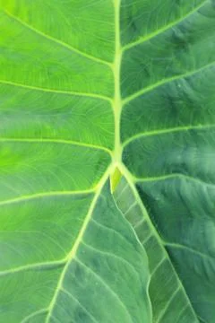 Taro leaf Stock Photos
