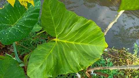 Taro leaf Stock Photos