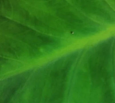 Taro leaf Stock Photos