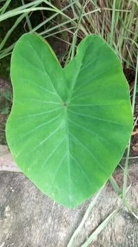 Taro leaf Stock Photos