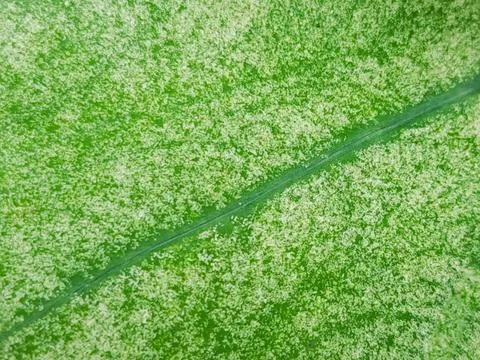 Taro leaf showcasing its vibrant green color and intricate natural texture. Stock Photos