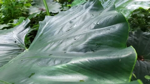 Taro leaf, taro leaf texture, close up of green leaf, Colocasia esculenta leaf. Stock Footage 147472749