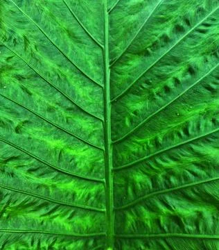 Taro leaf texture Stock Photos