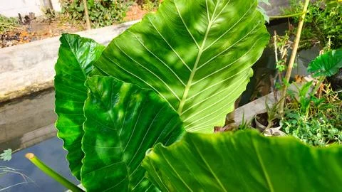 Taro leaf texture showing deep veins and lush surface Foto stock