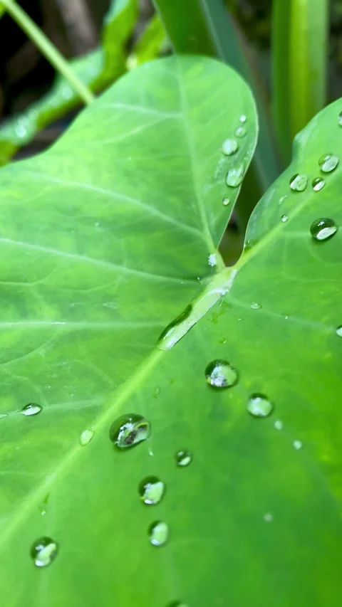 Taro Leaf with Water Droplets After Rain Stock Footage 325991877