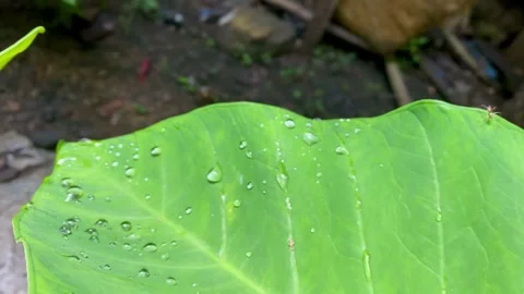 Taro Leaf with Water Droplets After Rain Stock Footage 325991890