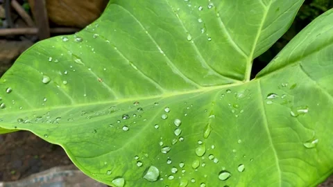 Taro Leaf with Water Droplets After Rain Stock Footage 325992360