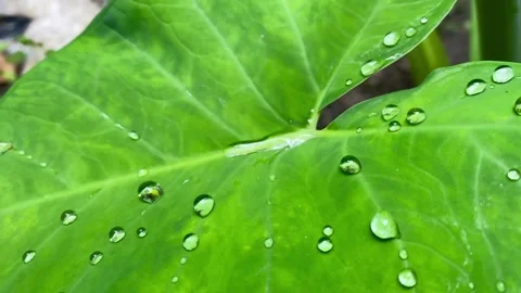 Taro Leaf with Water Droplets After Rain Stock Footage 325992413