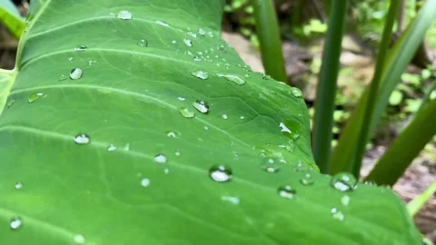 Taro Leaf with Water Droplets After Rain Stock Footage 325992736