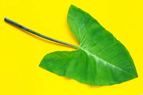 Taro leaf on yellow background. Stock Photos