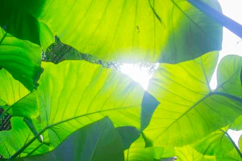 Taro Leafs Under Sun Stock Photos