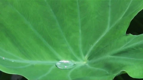 Taro Leaves and Dew Stock Footage 327448982