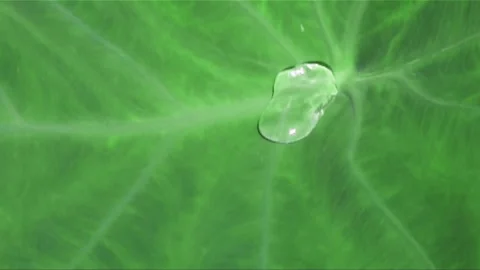 Taro Leaves and Dew Stock-Footage 327449002