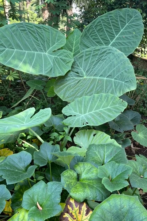Taro leaves in the backyard garden Stock Footage 324153584