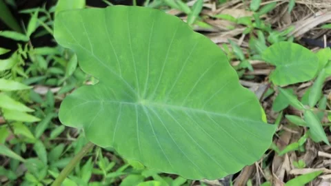 Taro leaves blown by the wind. Stock Footage 229600097