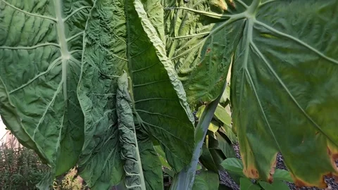 Taro leaves blown by the wind Stock Footage 254381537