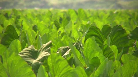 Taro Leaves closeup 動画素材 1083855