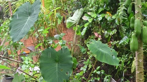 Taro leaves do not get wet with raindrops. Stock Footage 297531634