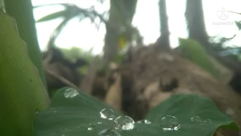 Taro leaves Stock Footage 169276331