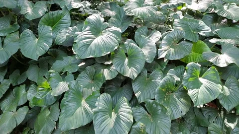 Taro Leaves Vídeos de archivo 230841487