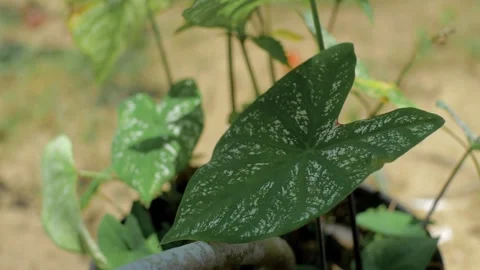 Taro leaves 動画素材 252812958