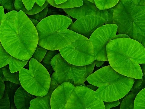 Taro Leaves Pattern Foto stock