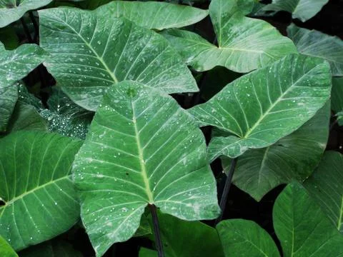 Taro Leaves 写真素材