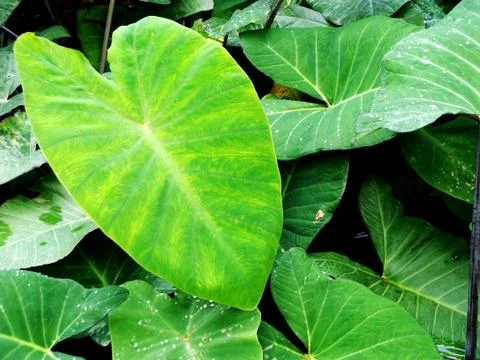 Taro Leaves 写真素材