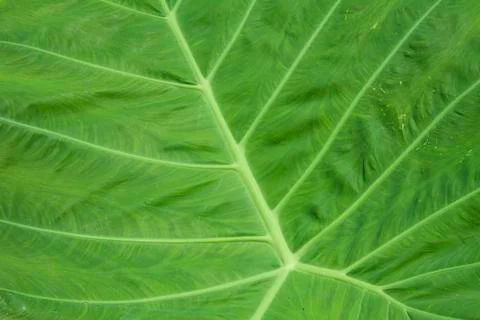 TARO LEAVES Stock Photos