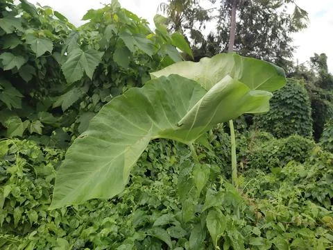 Taro leaves Stock Photos