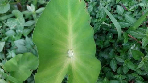 Taro leaves Stock Photos