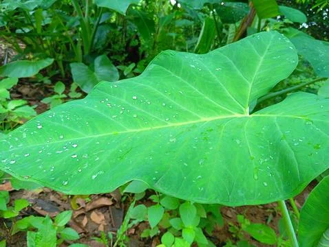 Taro leaves Stock Photos