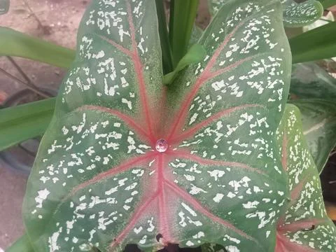 Taro leaves Stock Photos