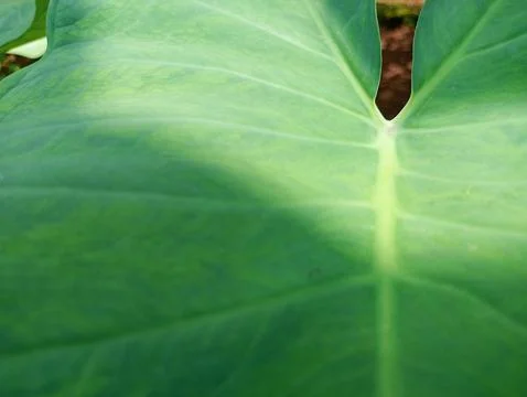 Taro leaves Stock Photos