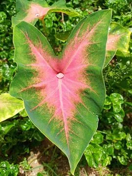 Taro leaves. Stock Photos