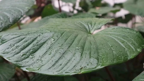 Taro leaves with raindrops Stock Footage 239007240