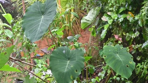 Taro leaves on raindrops Stock Footage 297599707