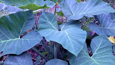 Taro leaves sway in the wind Stockbeeldmateriaal 255817859