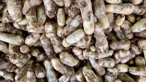 Taro or arbi is a root vegetable in a basket. taro root vegetable. Stock Footage 287438204