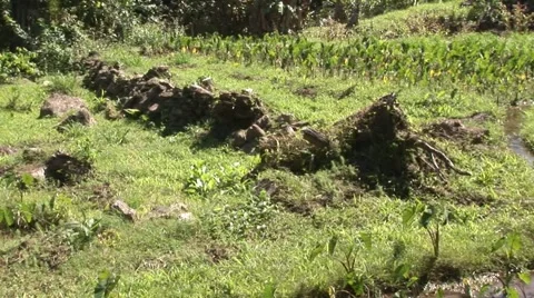 Taro Patch Big Island Stock Footage 5247203