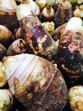 Taro Stock Photos