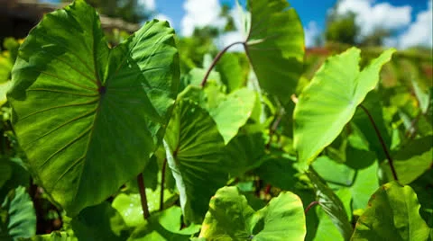 Taro Plant Stock Footage 26668700